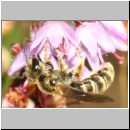 Halictus tumulorum - Furchenbiene w01c 6mm - Sandgrube Niedringhaussee-det.jpg